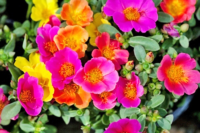 10 bunga tahan panas, kering » Media Permata Online