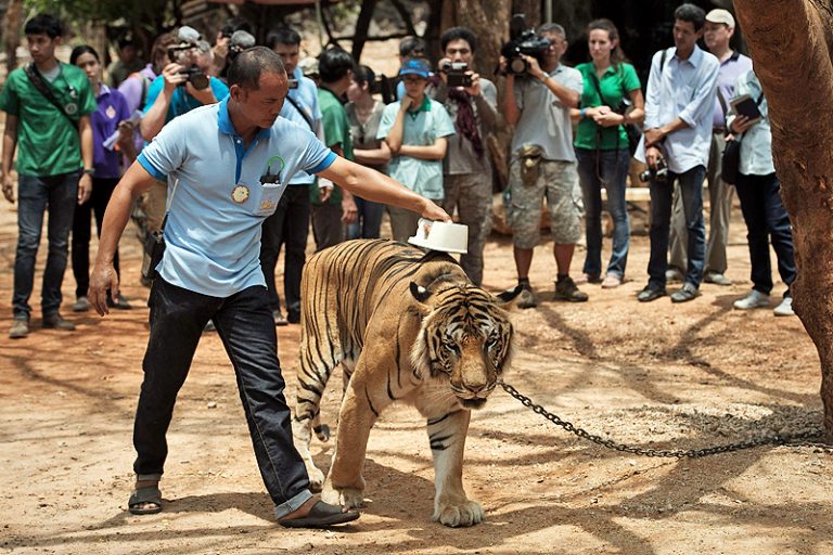 Puluhan harimau mati selepas dirampas | Media Permata Online