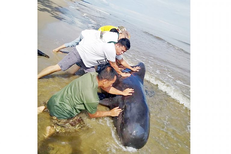  Anak  ikan  paus  terkandas diselamatkan Media Permata Online