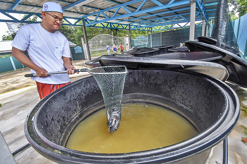 cara ternak ikan keli dalam tong