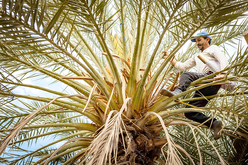 Petani Maghribi Kesal Kebun Kurma Warisan Dirampas Media Permata Online