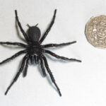 Australia Largest Poisonous Spider