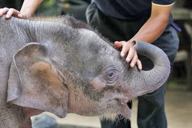 Gajah kerdil Borneo disenarai spesies terancam | Media Permata Online