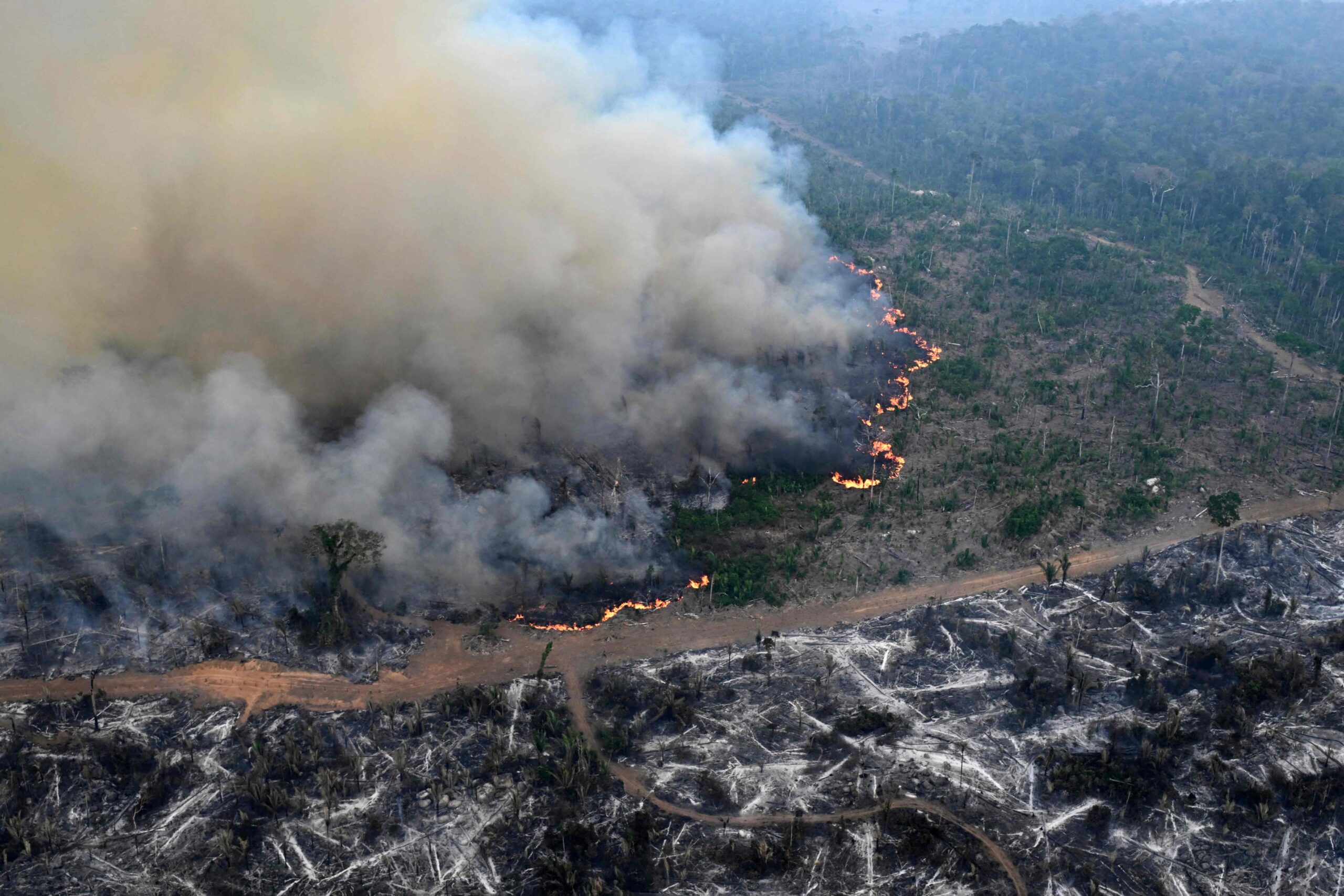 The Amazon lost an area the size of Germany and France