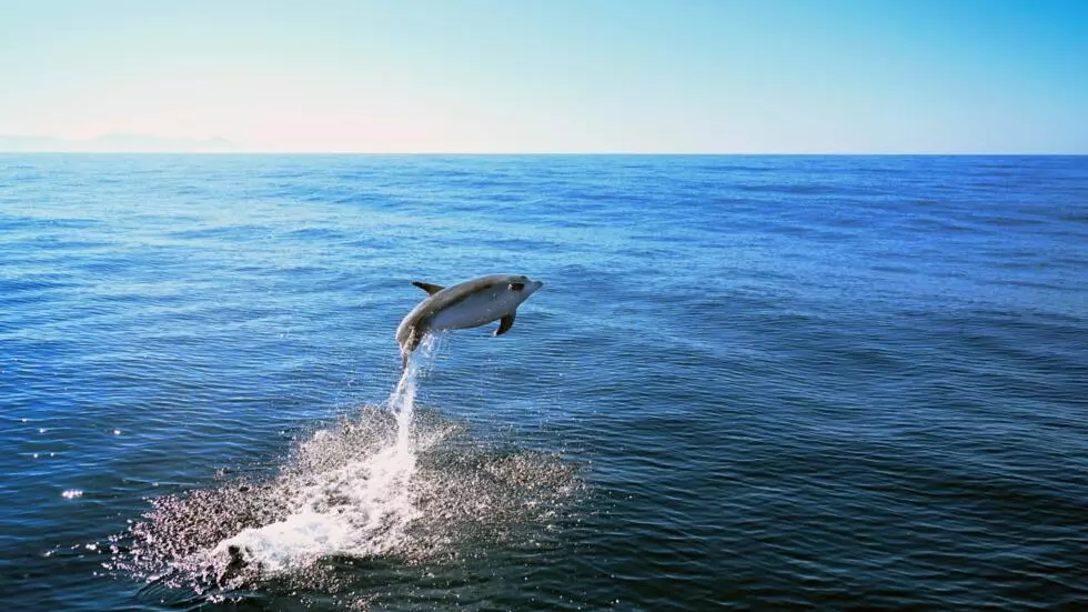 Study: Dolphins use smiles as a friendly signal